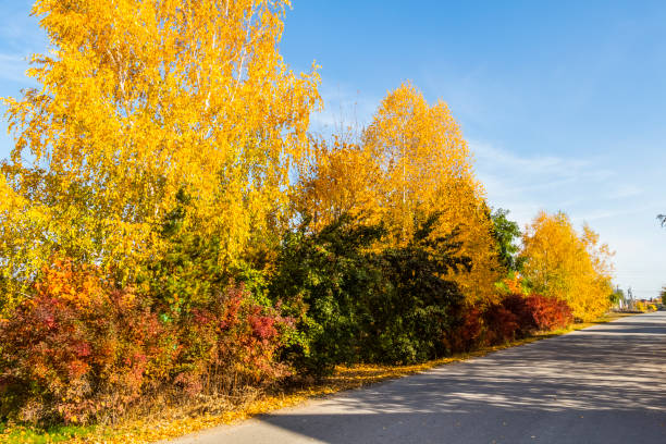 Autumn canopy of yellow, brown and red leaves of trees in an avenue of linden trees