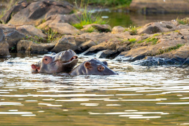 hippopotame sauvage, afrique du sud safari faune - animal hippopotamus africa yawning photos et images de collection