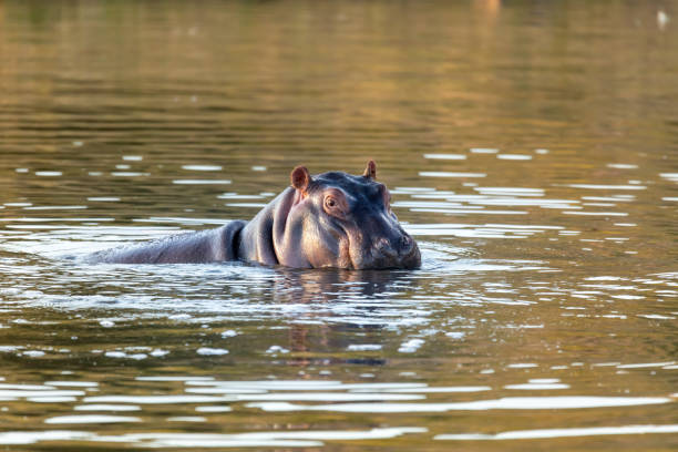 野生のカバ, 南アフリカサファリ野生動物 - safari animals africa animals in the wild hippopotamus ストックフォトと画像