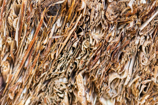 istock Close Up of Mulched Sugar Cane Hay 1281757472