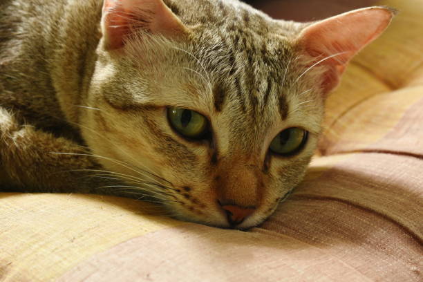gray cat sleeping face portrait on pillow in home with afternoon sunlight through window