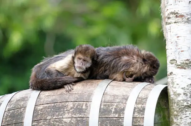 Golden-bellied Capuchin Cebus xanthosternos sitting on a barrel