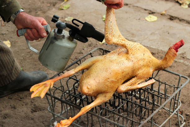 istock Man singes feathers and down off the goose with a blow torch 1281759431