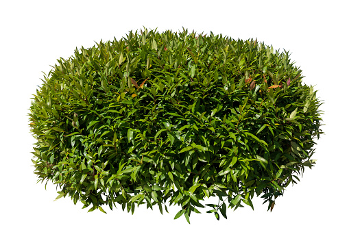 Green bush isolated on white background with copy space and  clipping path.
