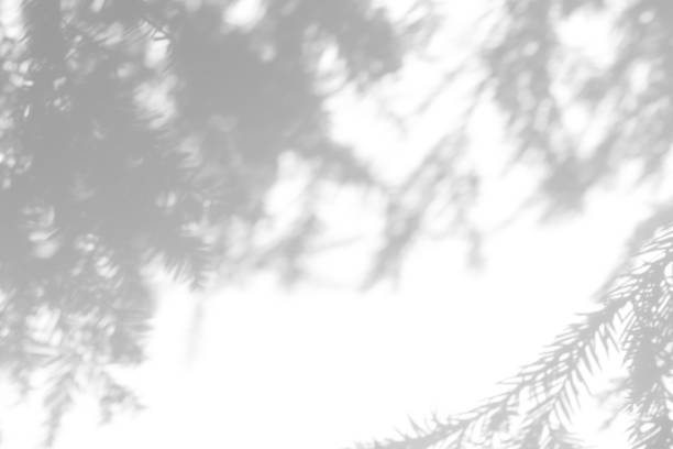 istock shadows of fir tree branches on a white wall 1281761074