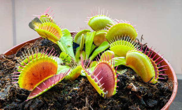 planta venus flytrap en maceta - carnivore fotografías e imágenes de stock