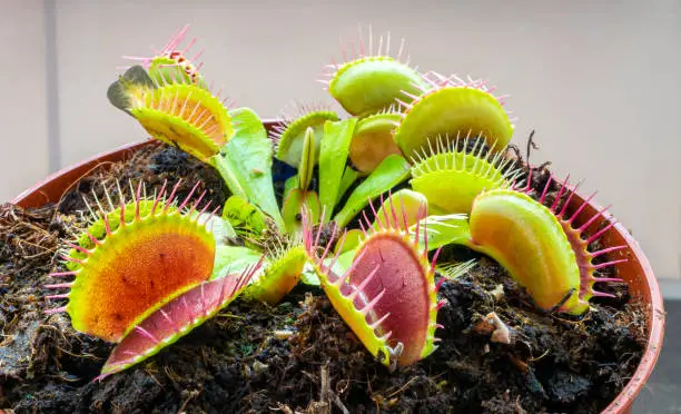 Detailed image of Venus flytrap (Dionaea muscipula). When an insect or spider enters the trap, the trap closes.
