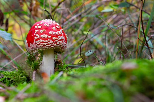 istock Side view of fly agaric mushroom, red with white dots. Low angle view with copy space for text. Also called Amanita muscaria or Fliegenpilz 1281763078