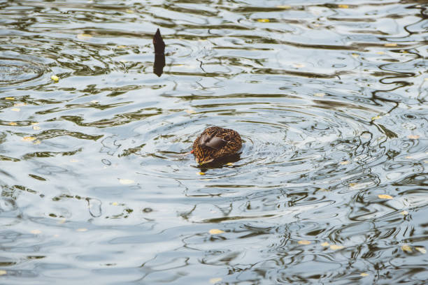 istock Ducks on the lake in autumn morning 1281763184