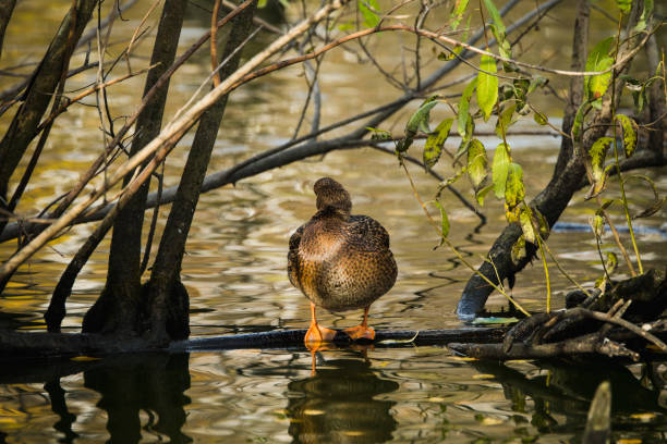 Ducks on the lake in autumn morning. Selective focus.