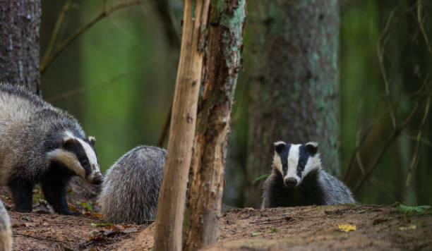 istock European Badger couple(Meles meles) in fall evening 1281766846