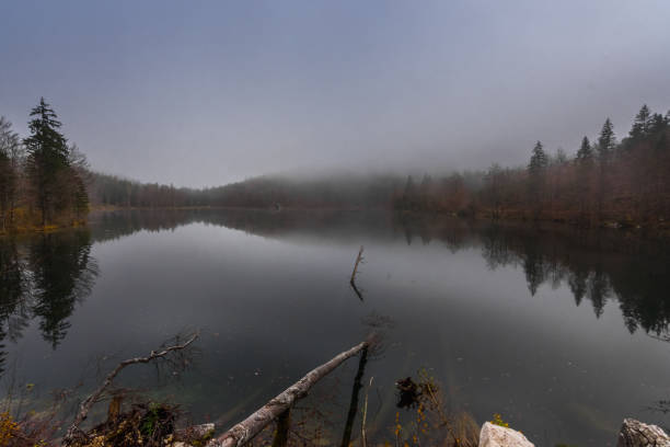istock tree trunks on a mountain lake with fog in the autumn 1281766940
