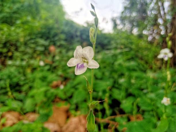 istock White flowers from wild plants 1281766945