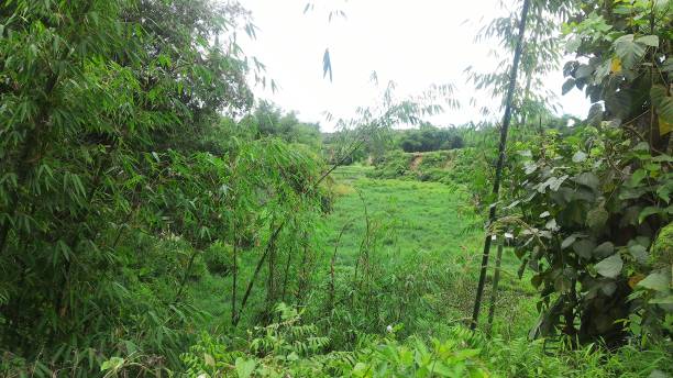 istock Agriculture in Toba Area 1281768211