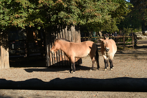 Wild Przewalski's horses are mammals, odd-hoofed, light brown in color.