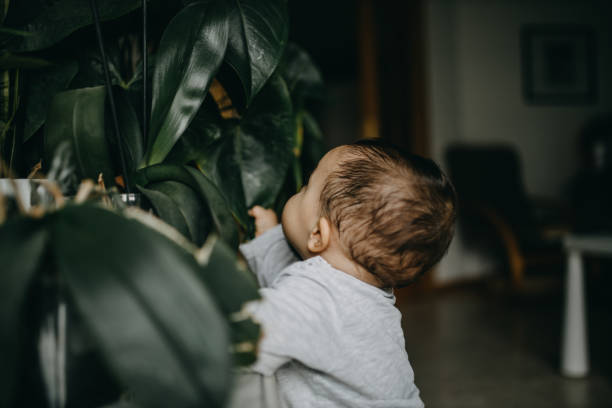 istock Rear View Of Boy Playing With Plants At Home 1281768635