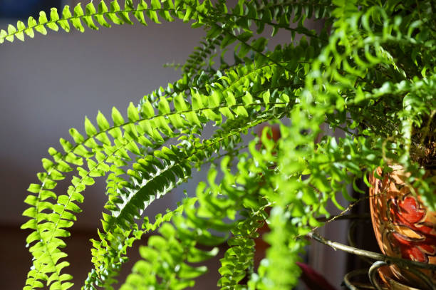 istock branches of green nephrolepis close-up in sunlight 1281769974