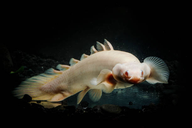 istock Bichir fish in the turbid water 1281771450