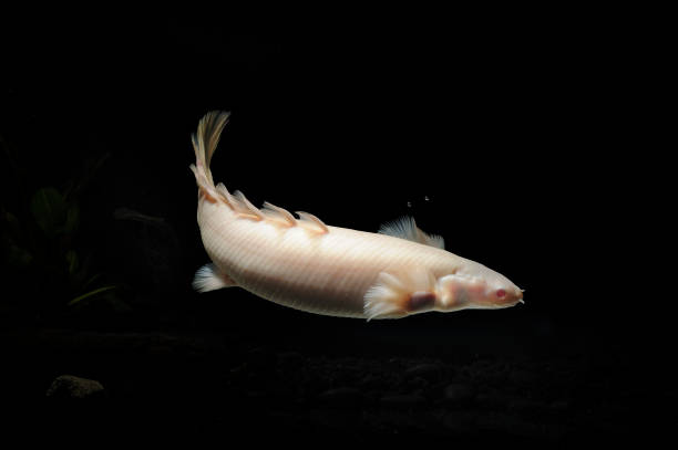 istock Bichir fish in the turbid water 1281771455
