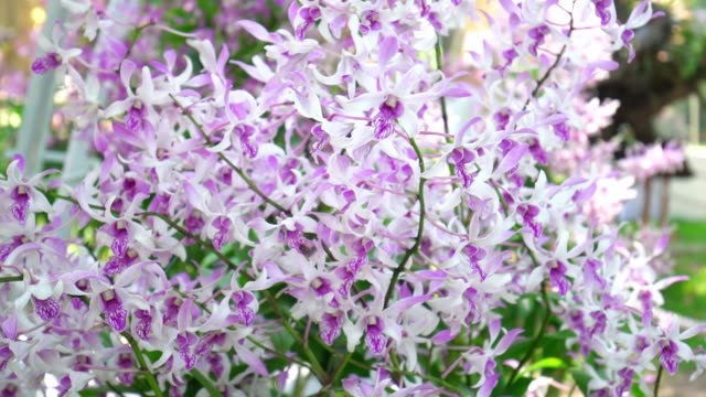 Phalaenopsis orchids flowers bloom in spring