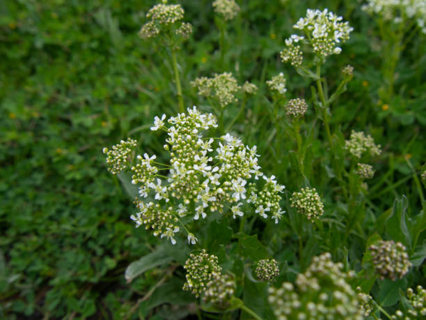istock the beautiful white flower bed 1281771488