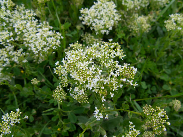 istock the beautiful white flower bed 1281771689