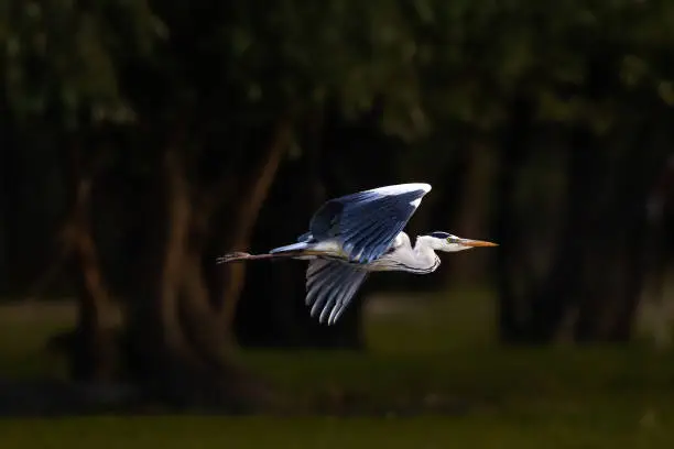 Gray heron flying in wilderness.