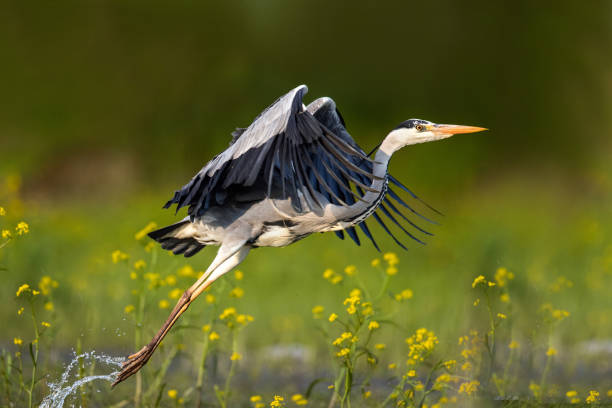 airone grigio che vola nel deserto. - gray heron foto e immagini stock