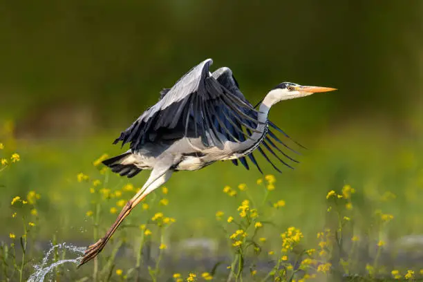 Gray heron flying in nature.