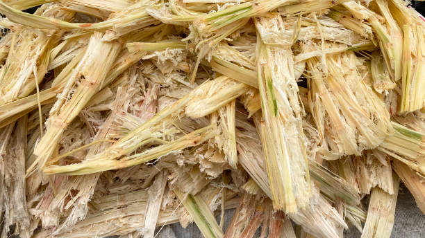 Bagasse that has been squeezed sugarcane. Bagasse (waste product fibers left after the juice has been squeezed from sugar cane) sugar cane bagasse stock pictures, royalty-free photos & images