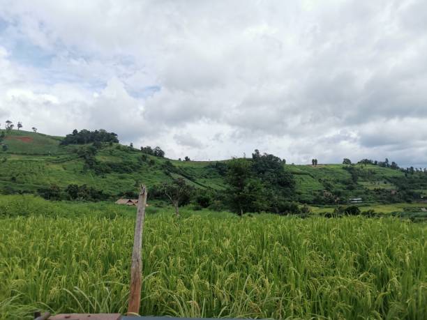istock Photo of rice field 1281776239