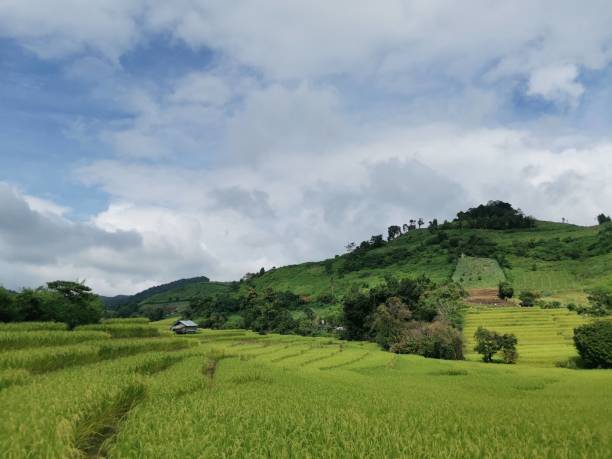 istock Photo of rice field 1281776240