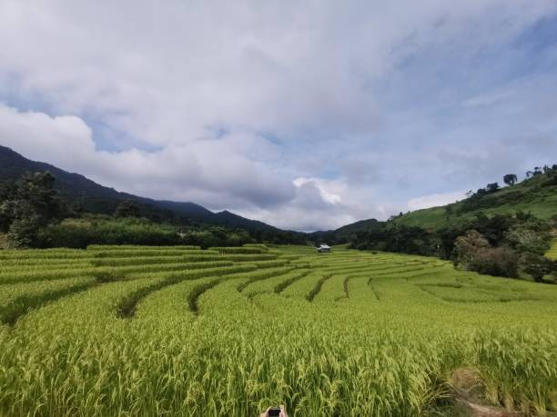istock Photo of rice field 1281776248