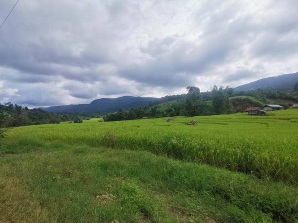 istock Photo of rice field 1281776268