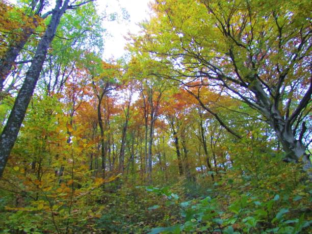 istock european beech forest in autumn 1281776647
