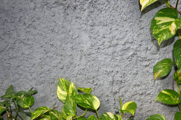 istock a gray cement wall with a charming elephant betel flower 1281777168