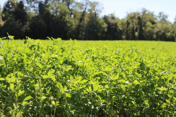 istock Alfalfa green plants against sunlight 1281777301