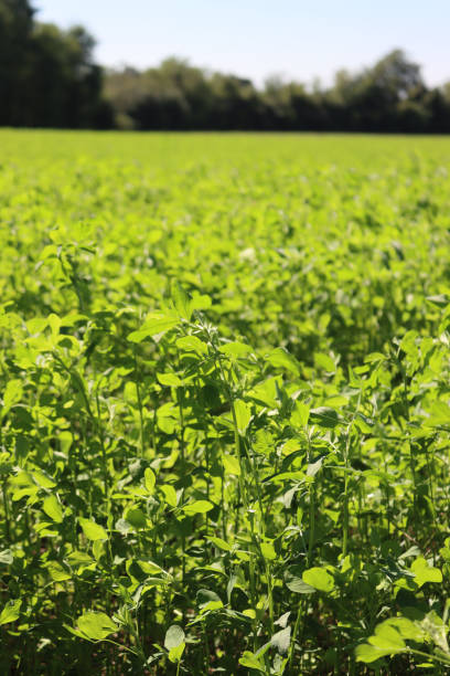 istock Alfalfa green plants against sunlight 1281777331