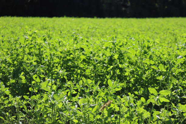 istock Alfalfa green plants against sunlight 1281777398