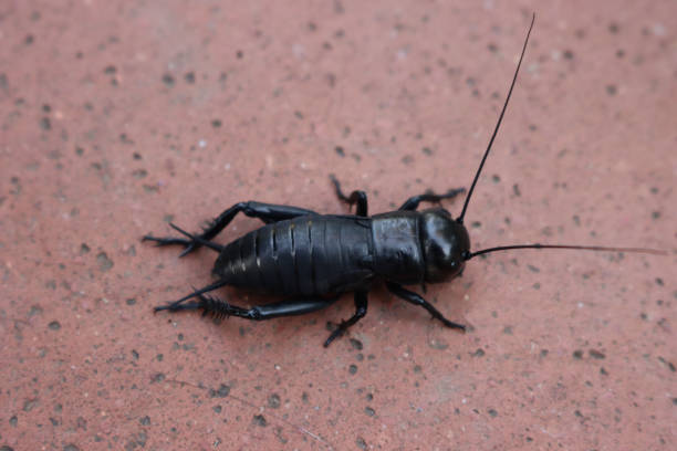 istock European black field cricket 1281778109