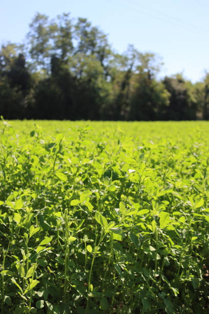istock Alfalfa green plants against sunlight 1281778151
