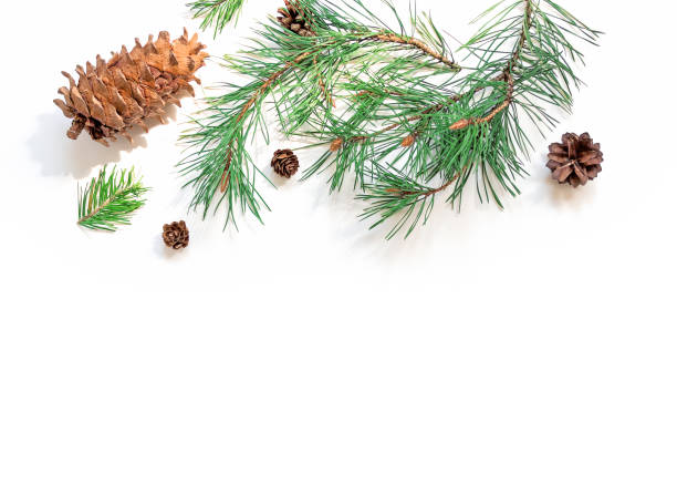 istock Christmas background. A large pine cone and branches are on a white background and are brightly lit by the sun. New Year, winter concept.  Flat lay. Top view. Copy space. 1281778292