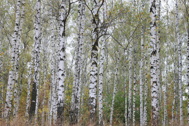 istock beautiful scene with birches in yellow autumn birch forest 1281778484