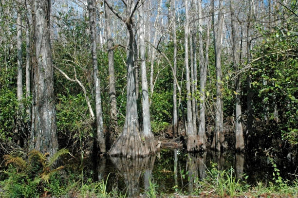 istock Cypress trees in Everglades NP. 1281779709
