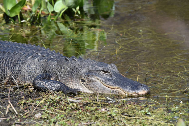 istock Alligator (with broad and U-shaped snout) basking in the sun, Everglades NP, Florida 1281779713
