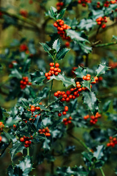 istock Holly with red berries growing in nature. Christmas background 1281780284