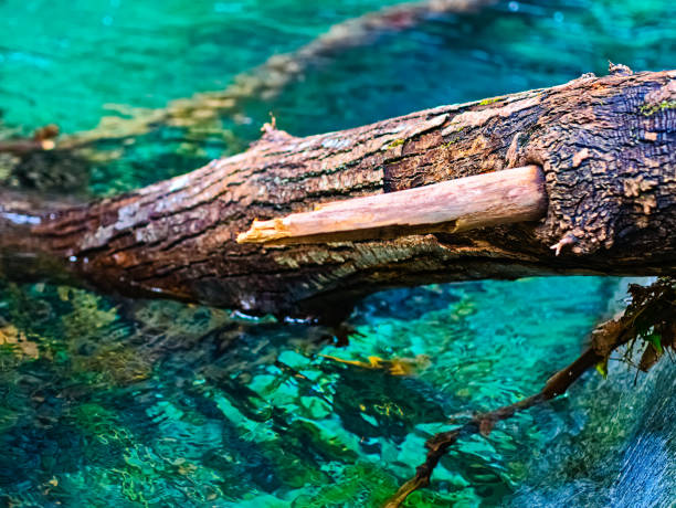 Tree trunk in the water of a mountain stream. In Centovalli, a valley in the Swiss canton of Ticino.