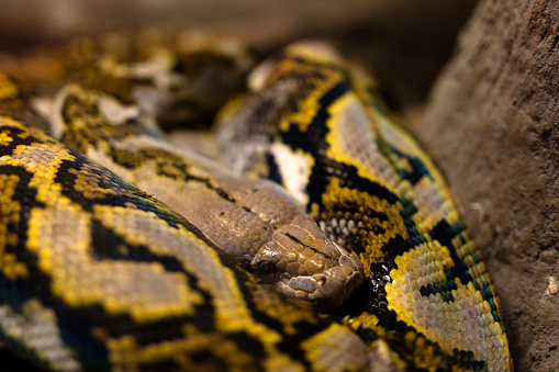Reticulated Python snake (Python reticulatus)