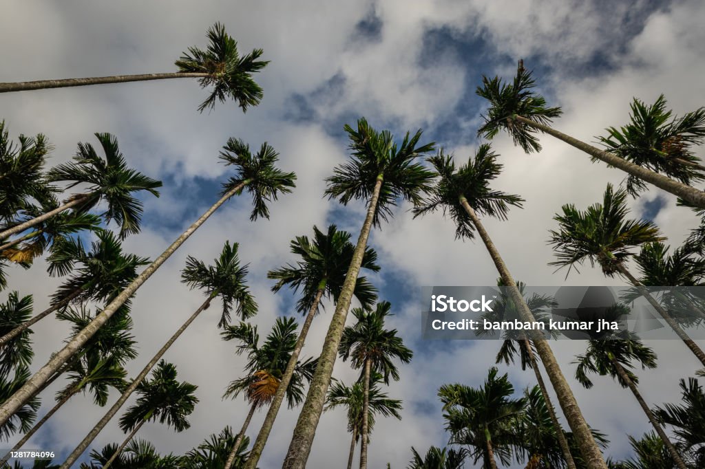 tree top head in sky background from low angle Abundance Stock Photo