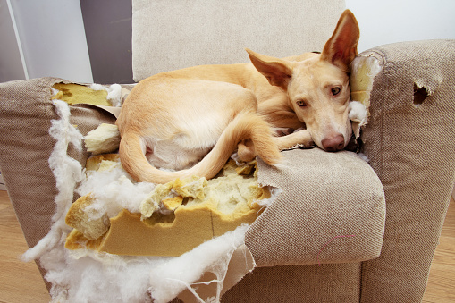 Perro cachorro culpable después de morder, destruir y masticar un sofá. photo